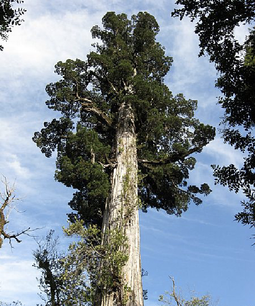 Alerce (Fitzroya cupressoides)