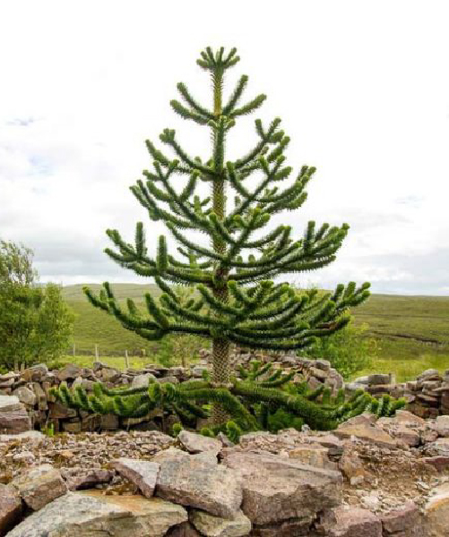 Araucaria (Araucaria araucana)